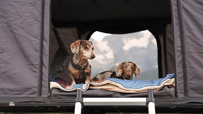 How to Get Your Dogs on Rooftop Tent