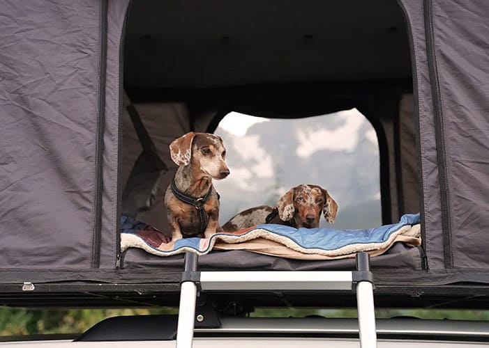 How to Get Your Dogs on Rooftop Tent